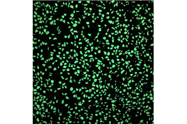 水(shuǐ)磨石地(dì)闆磚